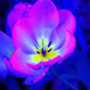 Meet your Posher, Jodie